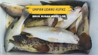 Mancing Negek Teknik Pelampung Umpan Udang Kupas !