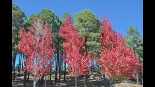 Autumn Leaves Arizona Flagstaff pre-2022