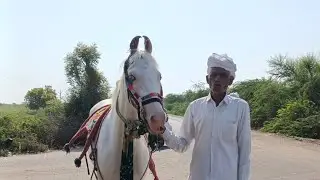 #horse #viral #video #youtube #status #status #trending #subscribe #new #music #hindi