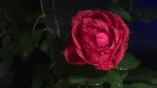 Großmutter Rose - Lakota Meditation - Deep Healing Journey - Lakota Ancestors - 20min