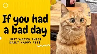 If you had a bad day, just watch these daily happy pets | Day 52