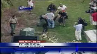 Video Shows 'Very Large' Burmese Python