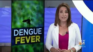 UPDATE: Dengue Fever Detected in Miami-Dade