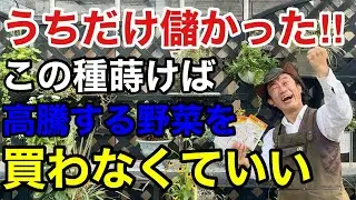 今年も秋冬の野菜の値段が高くなります。この種を蒔いて得して下さい！　　　　　【カーメン君】【園芸】【ガーデニング】【初心者】