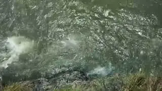 Strike hampala monster sungai opak part 2