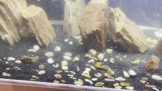 Never let uneaten food stay in your aquarium! It will rot!