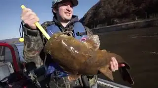 Catching monster catfish: Where they come from in the Susquehanna River