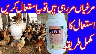 How to control Death rate of chickens | Uses of Onevit in poultry | Murgiyon ki bimari ka ilaj