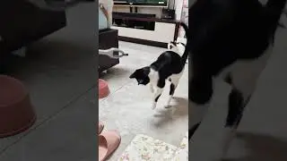 Cat overreaction 🤣#funny #funnyvideos