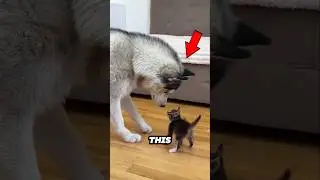 This Husky's reaction to meeting a kitten for the first time will melt your heart ❤