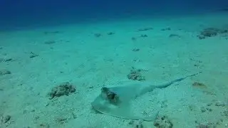 Gili Islands, Indonesia diving - Hans Reef - Blue Spotted Stingray