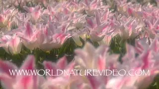 Flower tulips white and pink, Nature Video Stock Footage_0353