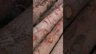 Ancient Log Reveals Climate Solution #woodvaulting #climatescience #carbonstorage #soilhealth