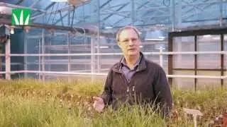 Meet a Plant Breeder