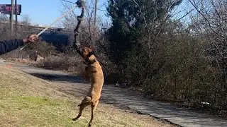 Game bred working #pitbulls here at Deep South kennels work n obedience is 🔑 key