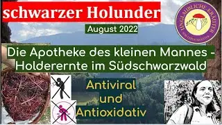 Schwarzer Holunder - August 2022