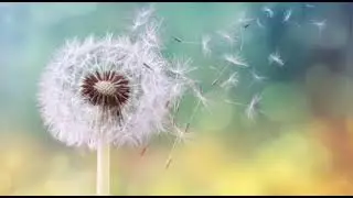 Life mentor  @Life coach @motivation