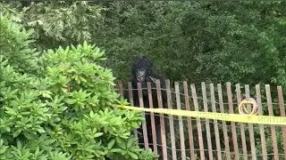 POOL CLEANER'S SHOCKING BIGFOOT SIGHTING CAPTURED ON VIDEO