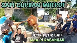 Detik Detik sapi qurban bisa di robohkan...musola Pak Modin..desa Banggle..kediri jawa timur.