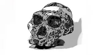 Australopithecus africanus skull