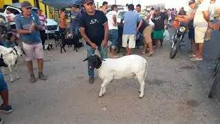 FEIRA DE ANIMAIS EM ITABAIANA-PB 04-01-2026 CARIATÁ 