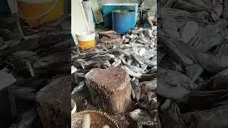 Proses Pemilihan Ikan Laut hasil tangkapan Hari Ini