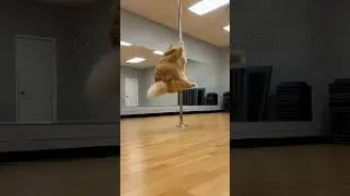 Absolute Unit: Это официально стало традицией &mdash; где бы ни играла эта песня, стены рушатся 🏆⚡ #Мил...