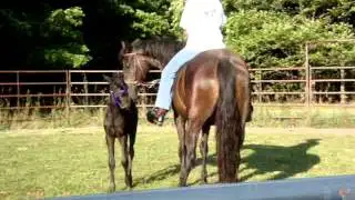 Forever Morgans RWR Little Miss Moon (and filly)  Adopted!