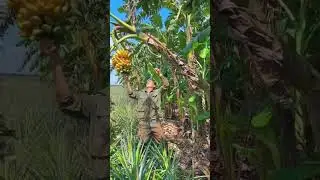 How to pick bananas! great skills he has!