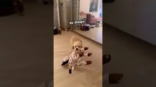 Tuff Toy for aggressive Dogs! #plushies #dogtoys #funny