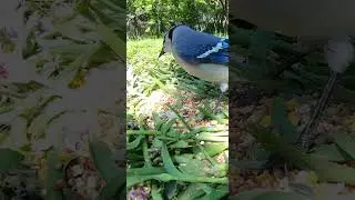 Cat TV 🐦 - Birds in Spring 🌿 - Best Videos for Cats to Watch 🐱