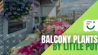 Balcony Plants | LittlePot | Online Garden Store