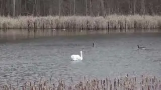 Hopkins Lake Swan