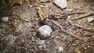 Mating GlowWorms.