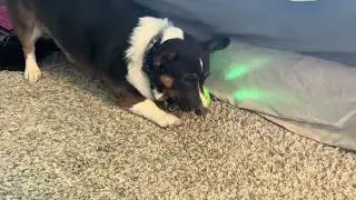 Review of Hubaqonal Interactive Dog Ball Toy