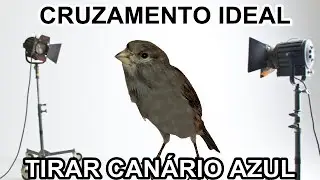 CANÁRIO MAIS  AZUL E BRILHANTE, menos cruzamento, MAIS RAPIDO