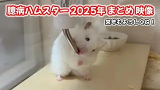 【ハムスター】2025年臆病ハムスター総集編！