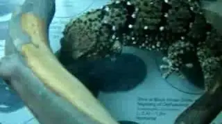 Pachydactylus bibroni terrarium