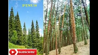 Pinus- Morphology and Anatomy