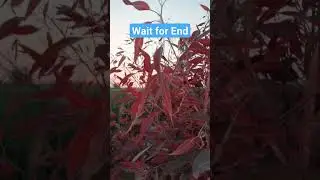 #apnapunjab #youtubeshorts #viral #beautiful #views