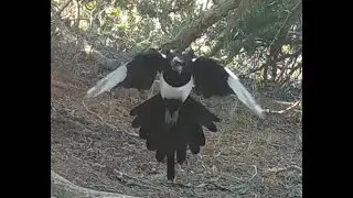 Magpie foraging beneath cedar western Nebraska Nov 2025 9am
