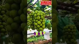 🍇🍇আঙ্গুর   ফলের ভিডিও#bairalআঙ্গুরফল 🍇🍇 #bairal #angora #angorangejuice #angorytom