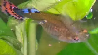 The activity of a fish giving birth