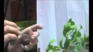 HydroWholesale&trade; Presents: Ch. 1 Cloning A Mother Plant & Seed Propagation Germination