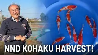 We Forgot to Post This! INSANE Tosai Kohaku Harvest at NND