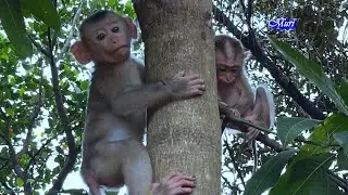 Wow Monkey Bela,The healthier they are, the stronger they can climb a tree with their friends.