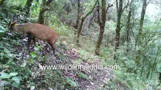 Wild animals shoot their own videos! Barking Deer triggers camera trap, forages on forest slopes