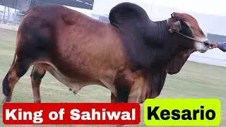 साहीवाल का किंग - केसरियो || King of Sahiwal Breed - Kesario Semen Available, Very Cheap Rate at HSB