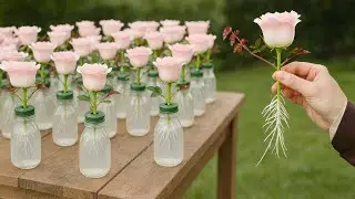 Reveals SECRET to Hydroponic Rose Cuttings in Glass Bottles
