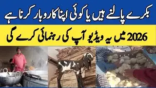 Goat farming project report and solution